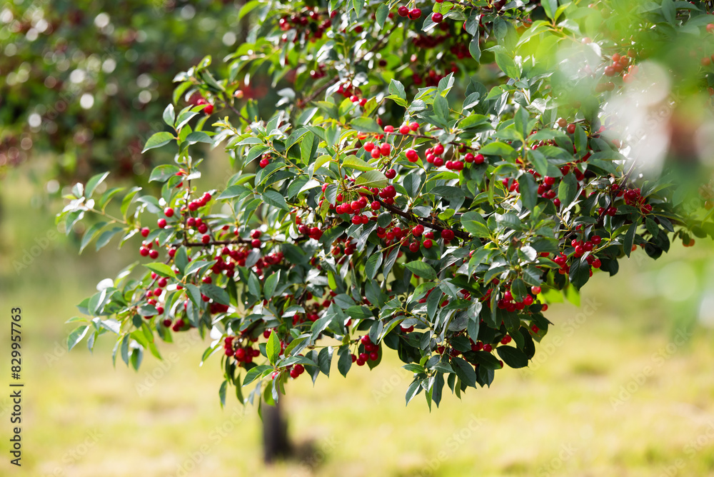 Fototapeta premium Fresh ripe sour cherry hanging on cherry tree