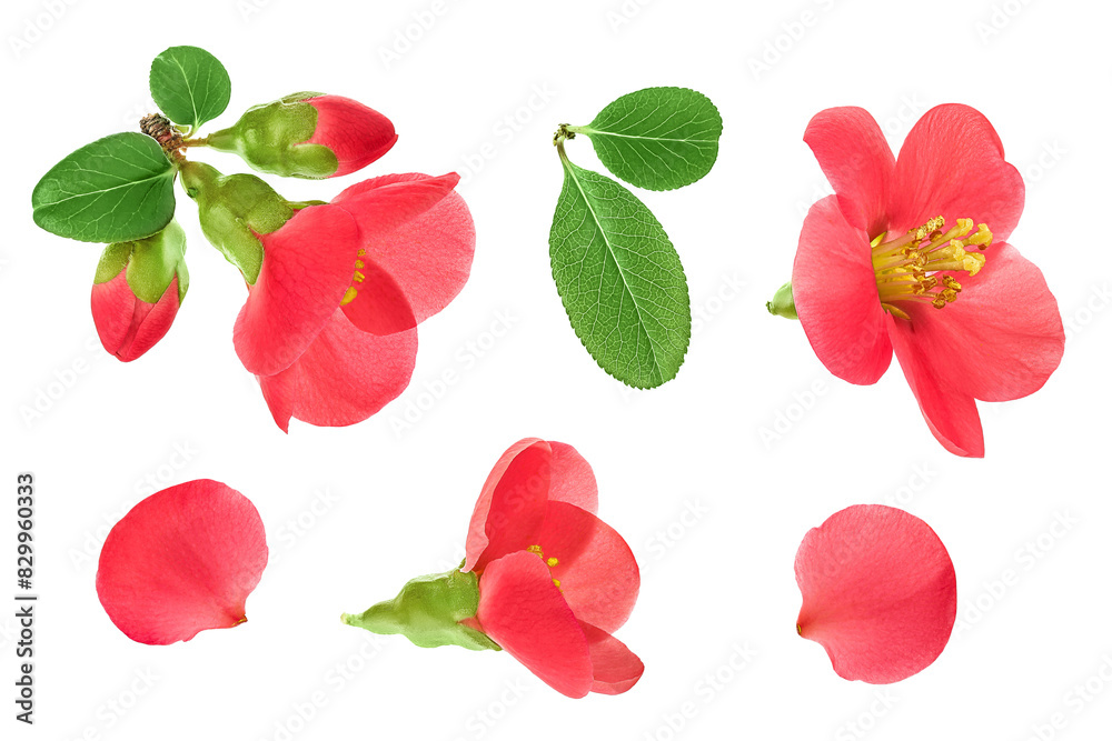 Chaenomeles speciosa or japanese quince flower isolated on white background Chaenomeles speciosa or japanese quince flower isolated on white background