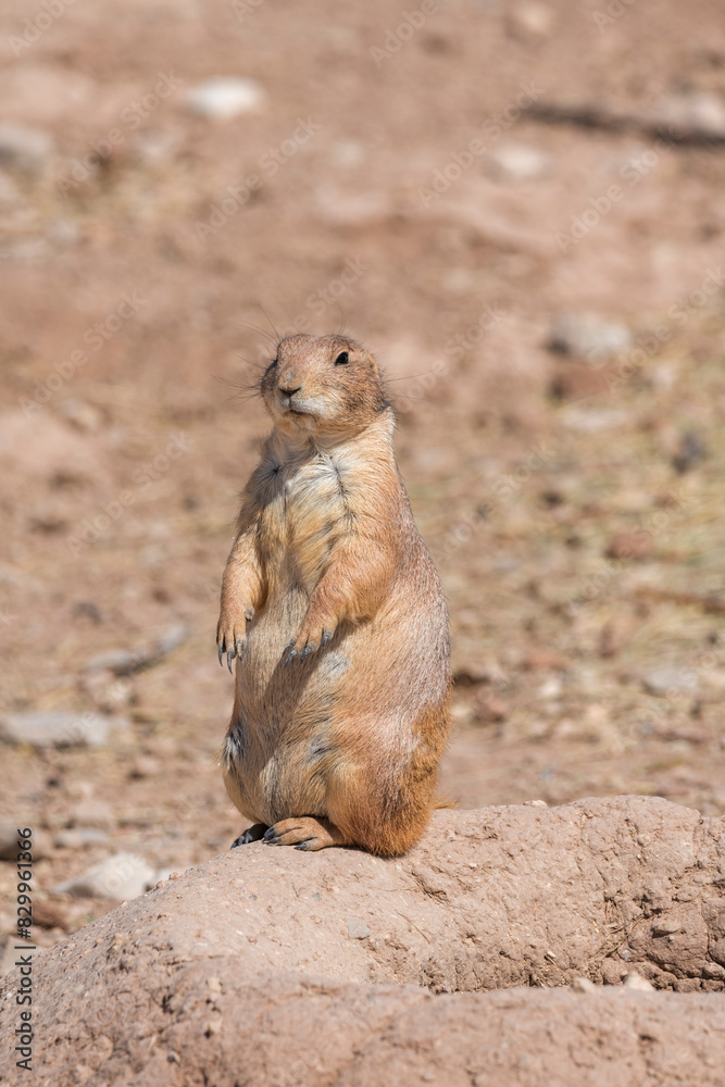 Prairie dog watching the entrance of his hole Prairie dog watching the entrance of his hole
