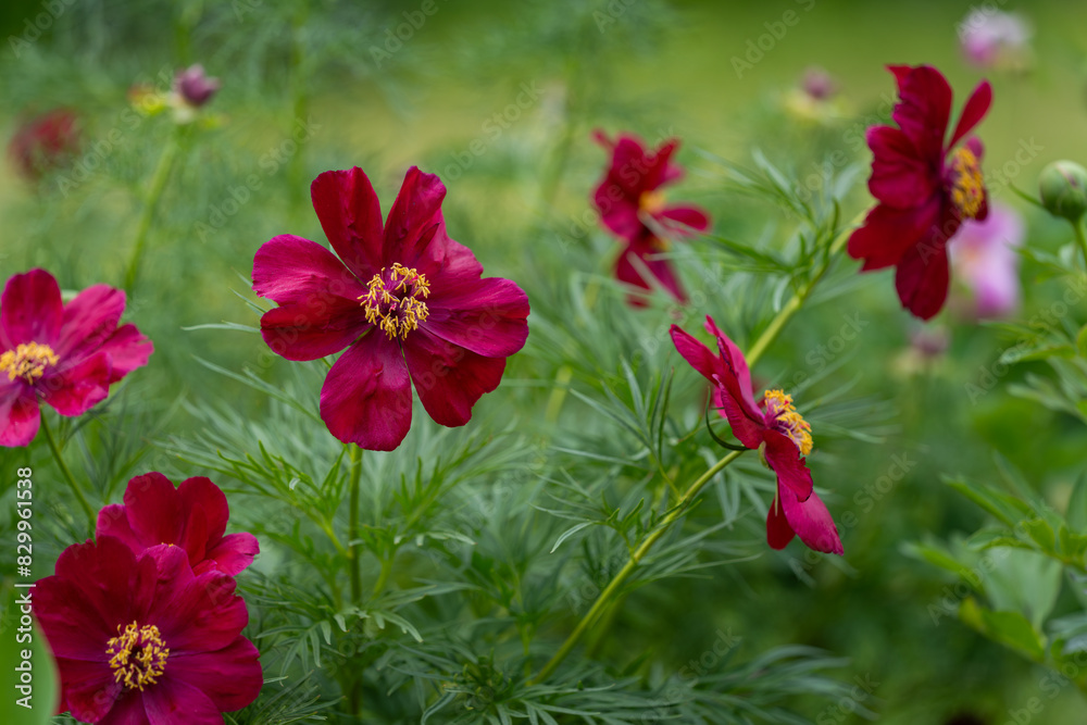 Close-up of fine-leaved peony (Paeonia tenuifolia L.) on a natural blurred green background. Red flowers with small green leaves. Steppe peony or the fern leaf peony Close-up of fine-leaved peony (Paeonia tenuifolia L.) on a natural blurred green background. Red flowers with small green leaves. Steppe peony or the fern leaf peony