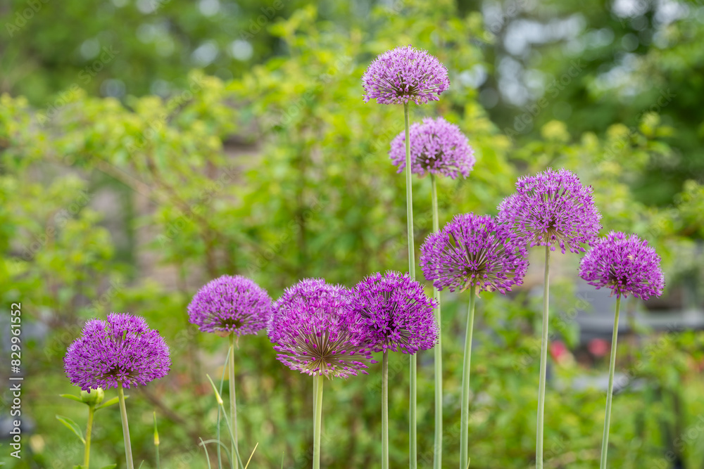 Obraz premium Giant Onion flower (Allium giganteum) in the garden. Purple allium flowers growing in a garden.