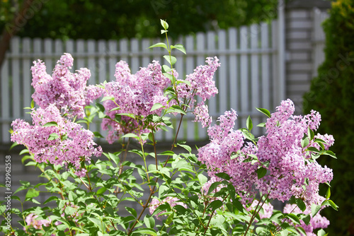 Fototapeta Naklejka Na Ścianę i Meble -  Pleasant lilac in the garden