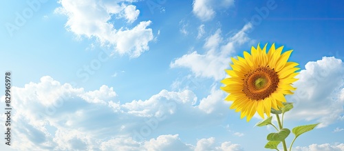 Blue sky with fluffy clouds forms an idyllic backdrop for a sunflower allowing room for text. with copy space image. Place for adding text or design