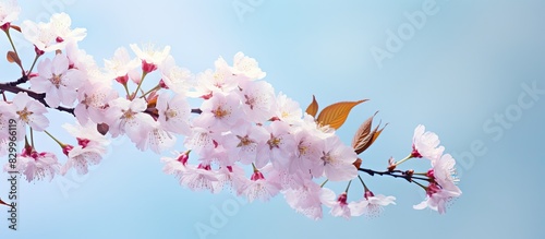 Floral blossoms of a cherry...