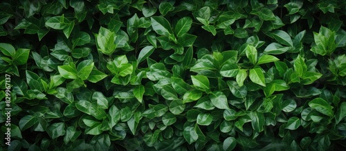 A textured background of leaves creates a beautiful hedge with copy space image