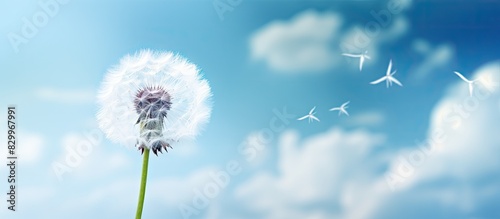 A dandelion flower with white fluff stands out against a cloudy sky creating a beautiful copy space image