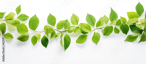 Leaves against a white back...