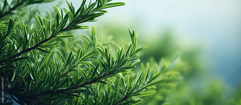 Close up of prickly juniper branches on a green natural background showcasing the texture of the tree s needles The image features a banner with copy space Close up of prickly juniper branches on a green natural background showcasing the texture of the tree s needles The image features a banner with copy space