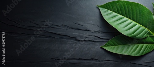 A green leaf from a plant resting on a dark concrete surface serves as the main subject of this minimalistic design template providing a copy space image