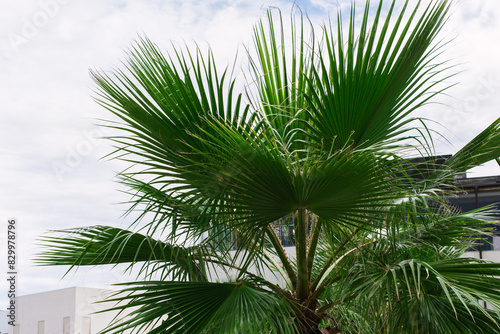 green palm leaves pattern  leaf closeup isolated against blue sky with clouds. coconut palm tree brances at tropical coast  summer beach background. travel  tourism or vacation concept  lifestyle