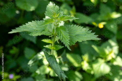 Tableau sur toile Garden Nettles. Weeds in the Garden. Jungle Garden