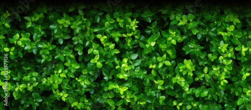 A copy space image adorned with tiny green leaves on the backdrop
