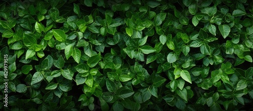 A textured background of leaves creates a beautiful hedge with copy space image