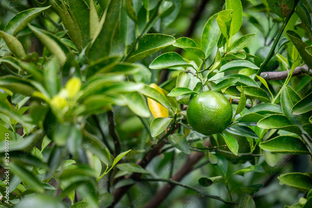 There are several round green limes hanging from a tree branch with green leaves in the background. There are several round green limes hanging from a tree branch with green leaves in the background.