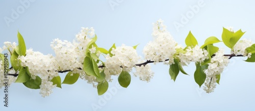 Isolated copy space image o...