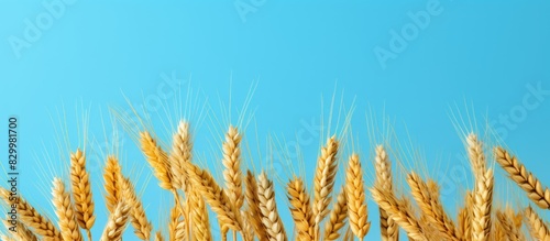 Close up of golden ears of wheat and rye with dry yellow spikelets of cereal on a light blue background Ample copy space included