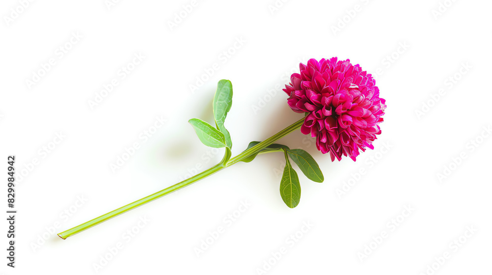 Globe Amaranth, single bloom, isolated on white background Globe Amaranth, single bloom, isolated on white background