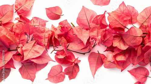 Bougainvillea, petals, isolated on white background