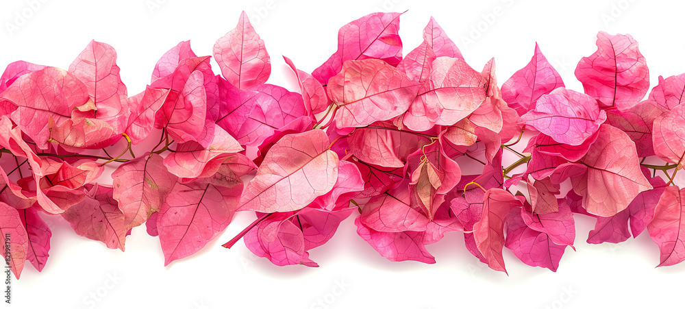 Bougainvillea, petals, isolated on white background Bougainvillea, petals, isolated on white background