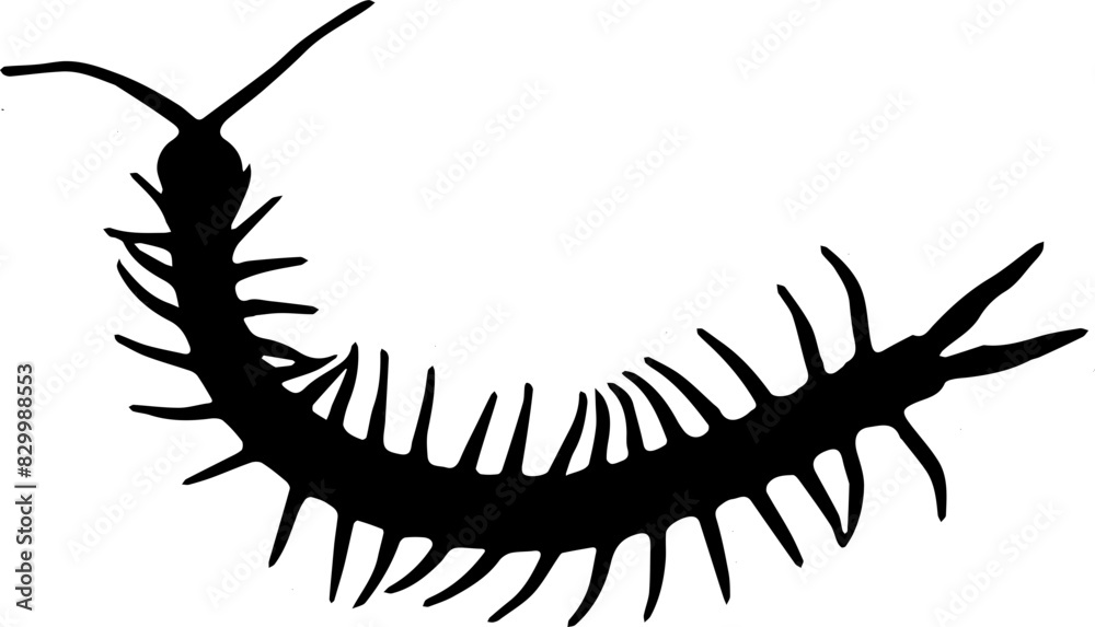 Fototapeta premium Silhouette of a centipede 
