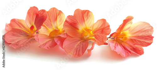 Wallpaper Mural Caesalpinia, petals, isolated on white background Torontodigital.ca