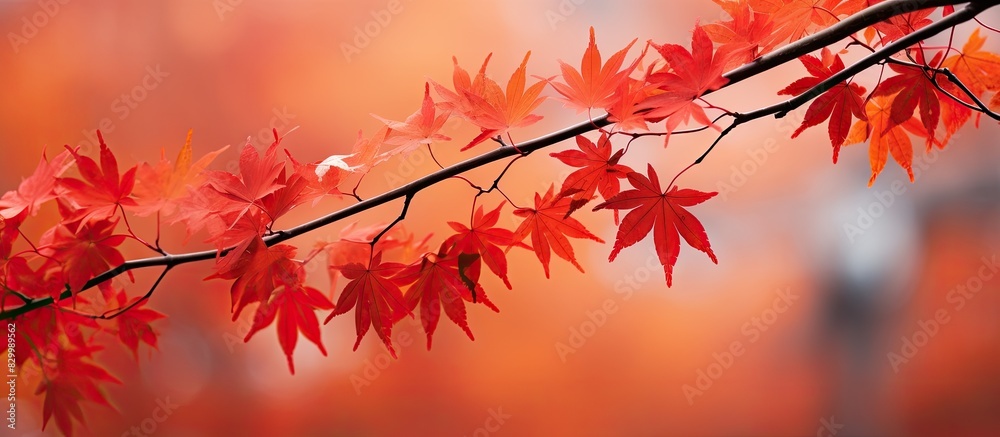 Closeup of red maple leaves on branches creating a beautiful autumn backdrop with a shallow depth of field Perfect copy space image Closeup of red maple leaves on branches creating a beautiful autumn backdrop with a shallow depth of field Perfect copy space image