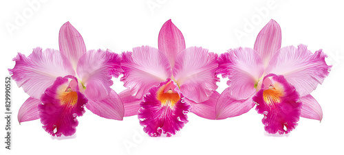 Cattleya, petals, isolated on white background
