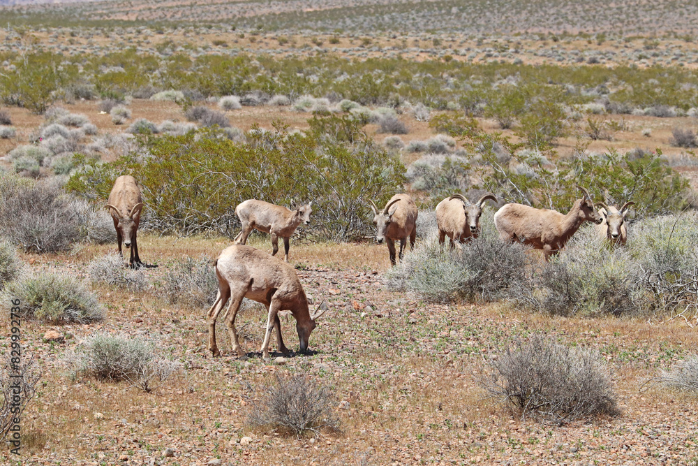 Fototapeta premium Desert bighorn sheep at Valley of Fire State Park, Nevada