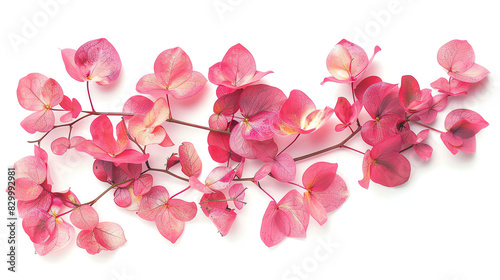 Coral Vine, petals, isolated on white background