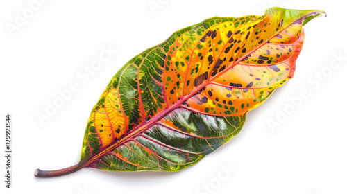 Croton, single leaf, isolated on white background photo