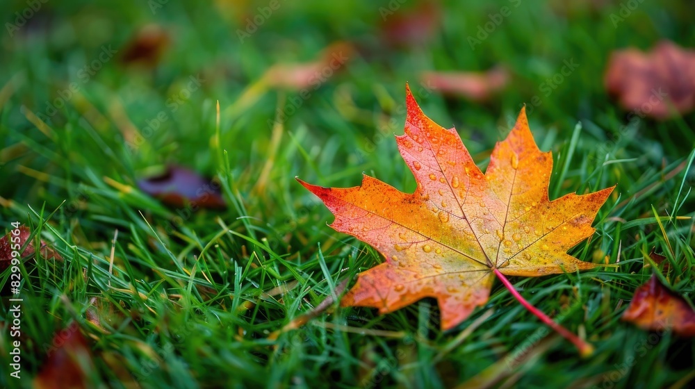 Vibrant maple leaf on the green grass during the fall season Vibrant maple leaf on the green grass during the fall season