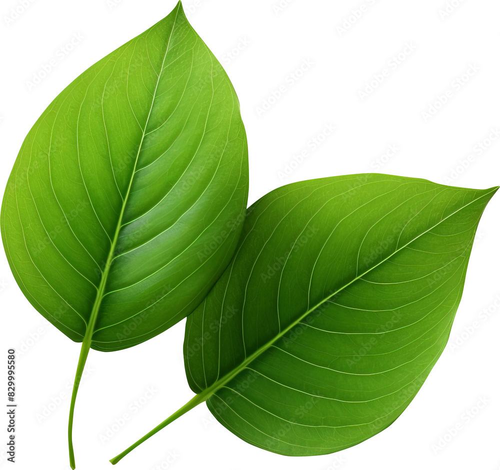Obraz premium Leaves isolated on transparent background. PNG
