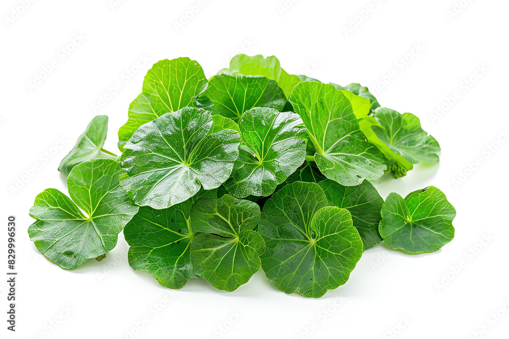 Gotu Kola, cluster, isolated on white background Gotu Kola, cluster, isolated on white background