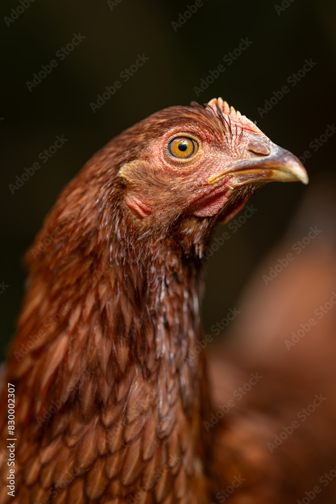 Portrait of a young brown hen. Portrait of a young brown hen.