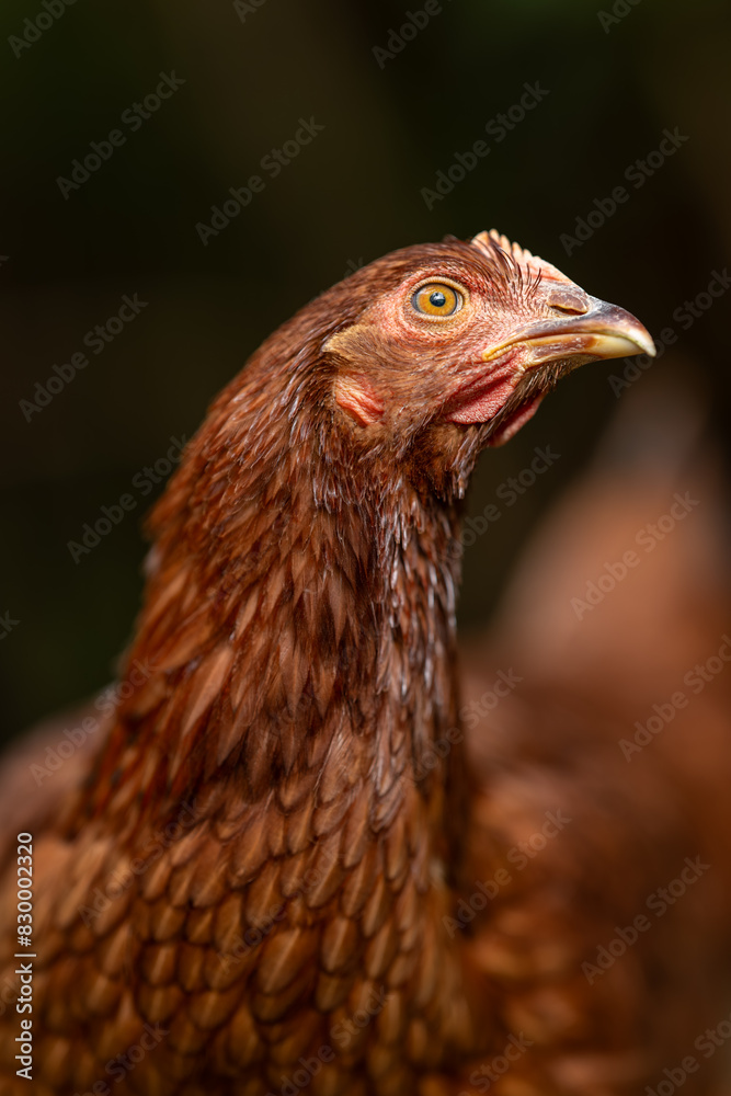 Portrait of a young brown hen.