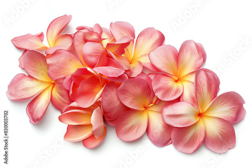 Plumeria, petals, isolated on white background