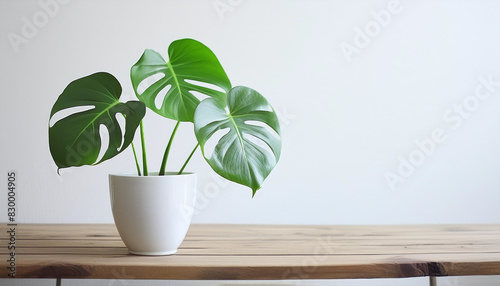 Beautiful monstera flower in a white pot stands on a wooden table on a white background. The concept of minimalism. Hipster scandinavian style room interior. Empty white wall and copy space