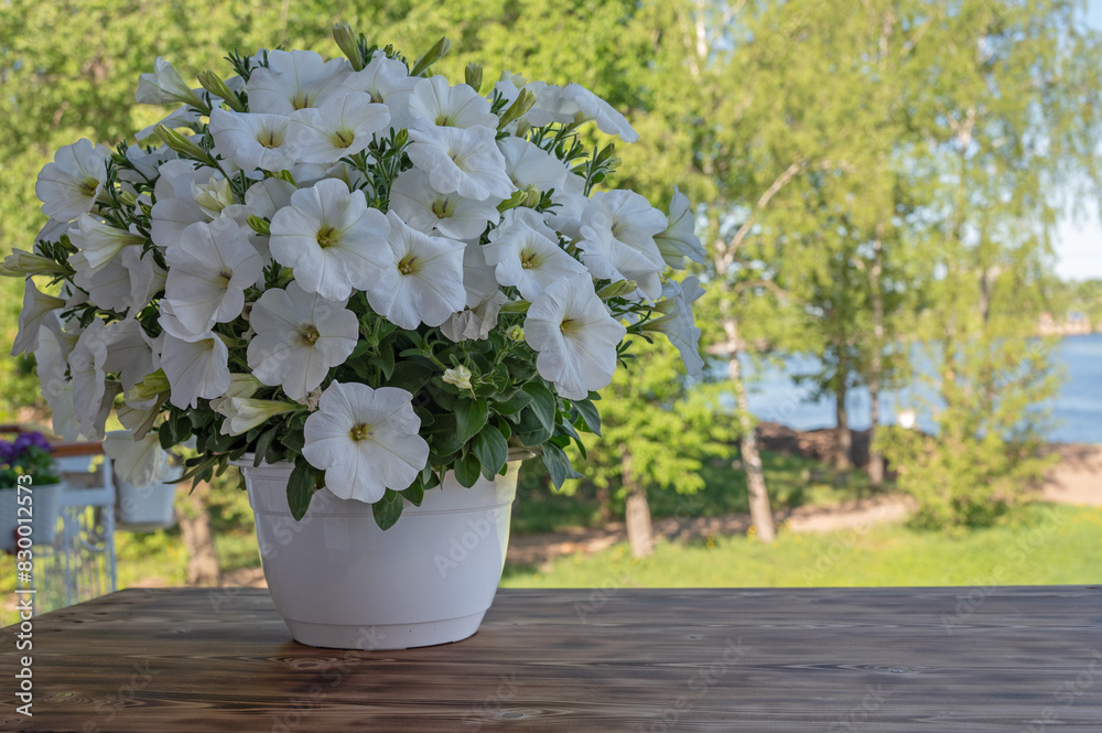 Petunia with white flowers in a pot on a wooden shelf in the patio.