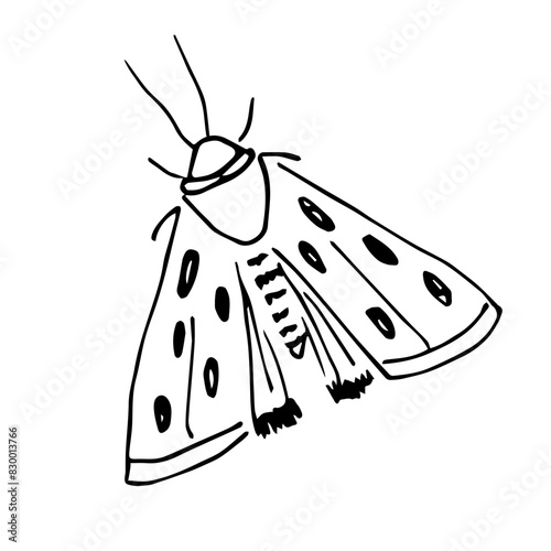Night moth, butterfly insect. Simple black outline vector drawing. Sketch in ink.