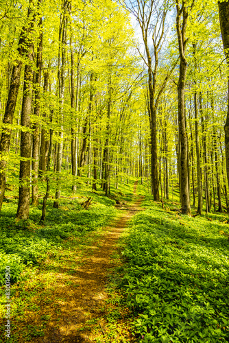 Eine Frühlingshafte Wanderung durch das wunderschöne Sinntal zum Schwarzen Berge bei Riedenberg - Bayern -Deutschland