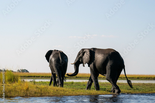 Photography elephants at sunset