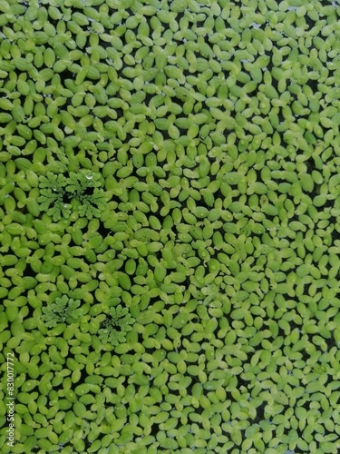 green background - Azolla mass aquatic plant of dairy cattle farm