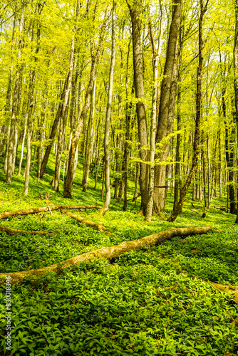 Eine Frühlingshafte Wanderung durch das wunderschöne Sinntal zum Schwarzen Berge bei Riedenberg - Bayern -Deutschland photo