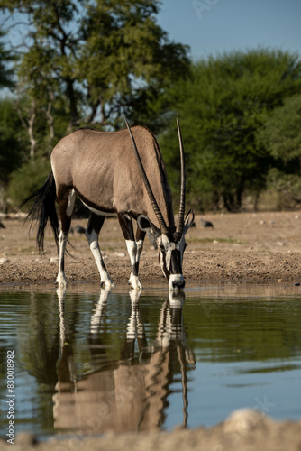 Photography gemsbok drinking
