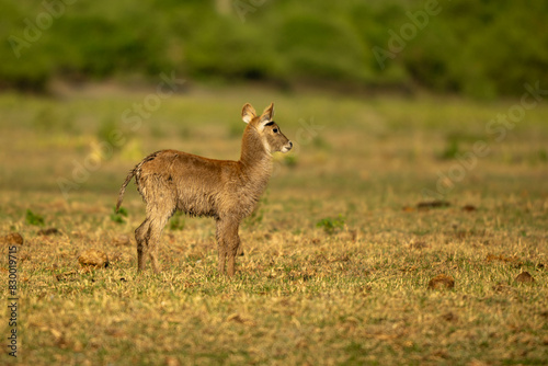 Fotografi Waterbuck in Africa