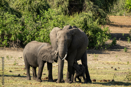 Photography elephants in the wild