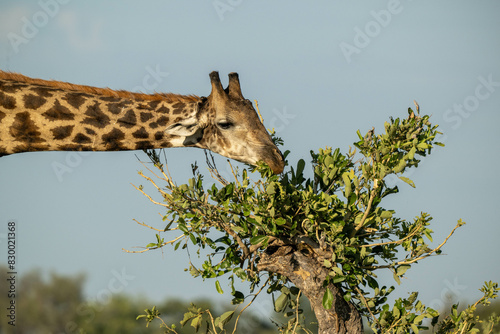 Photography giraffe in the wild