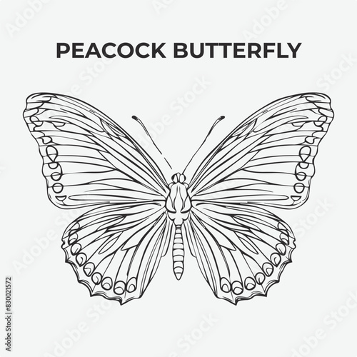 Peacock butterfly Detailed Outline for Artistic Coloring. Vector Illustration