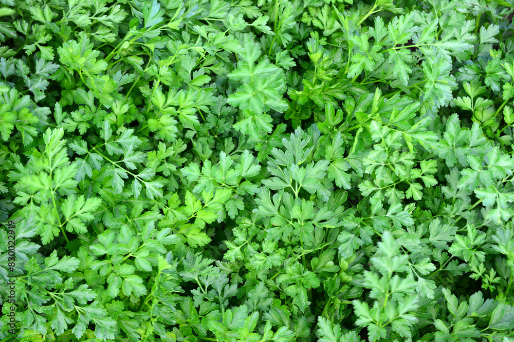 a close up of a bunch of parsley a close up of a bunch of parsley