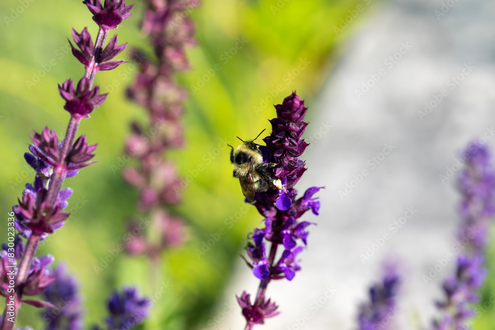 A bumblebee on a flowering lupine plant. A bumblebee on a flowering lupine plant.
